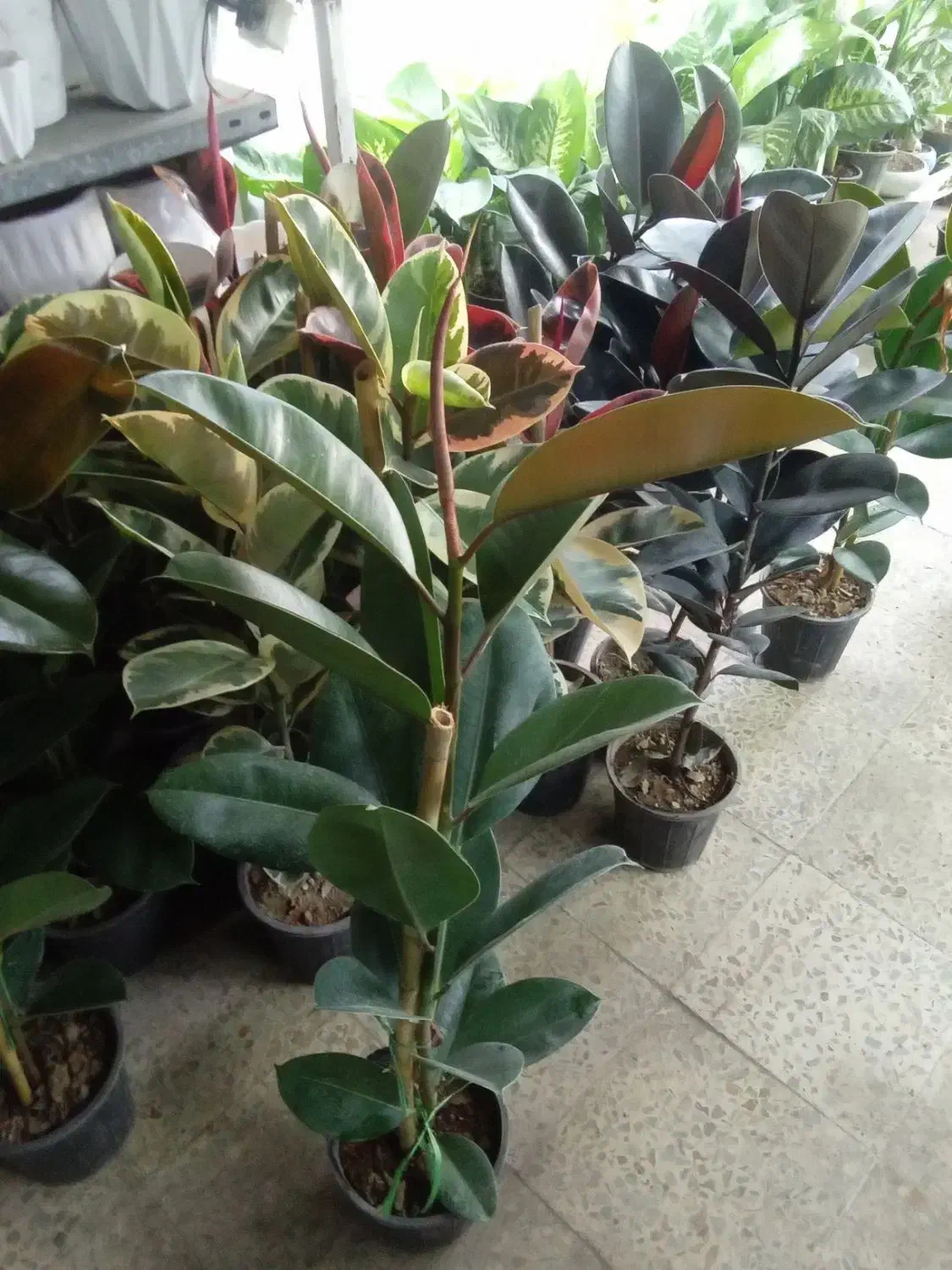 گل گلخانه|گل و گیاه طبیعی|ارومیه, |دیوار