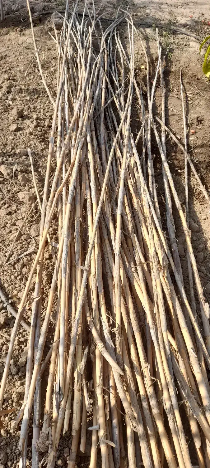 نی خشک یک ساله|خدمات باغبانی و درختکاری|فراغی, |دیوار