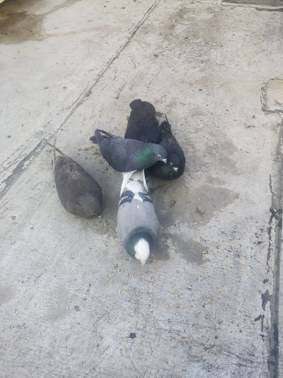 کبوترای قطعه دار|پرنده|ارومیه, |دیوار