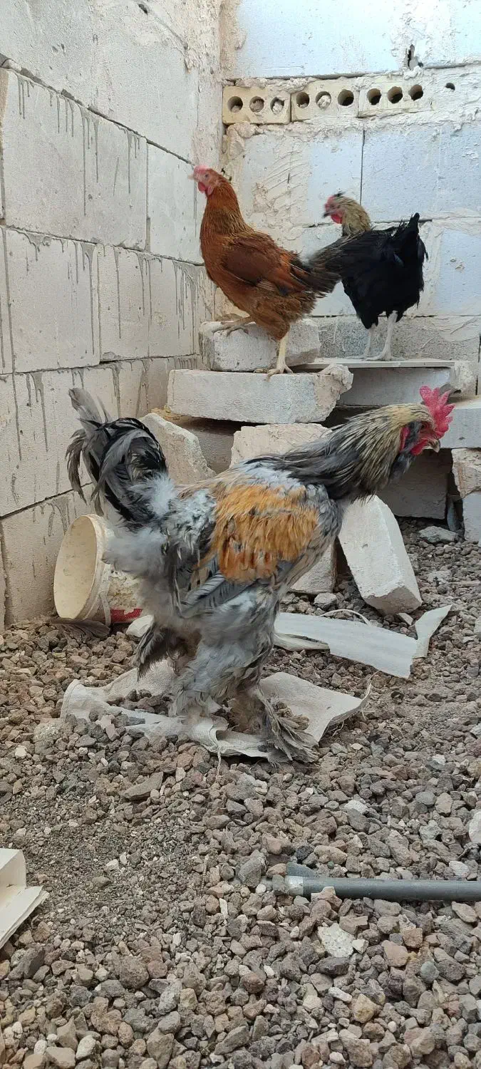 مرغ و خروس|حیوانات مزرعه|مشهد, هفت تیر (نه دره)|دیوار