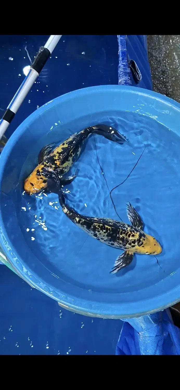 مولد کوی|ماهی|شهرضا, |دیوار