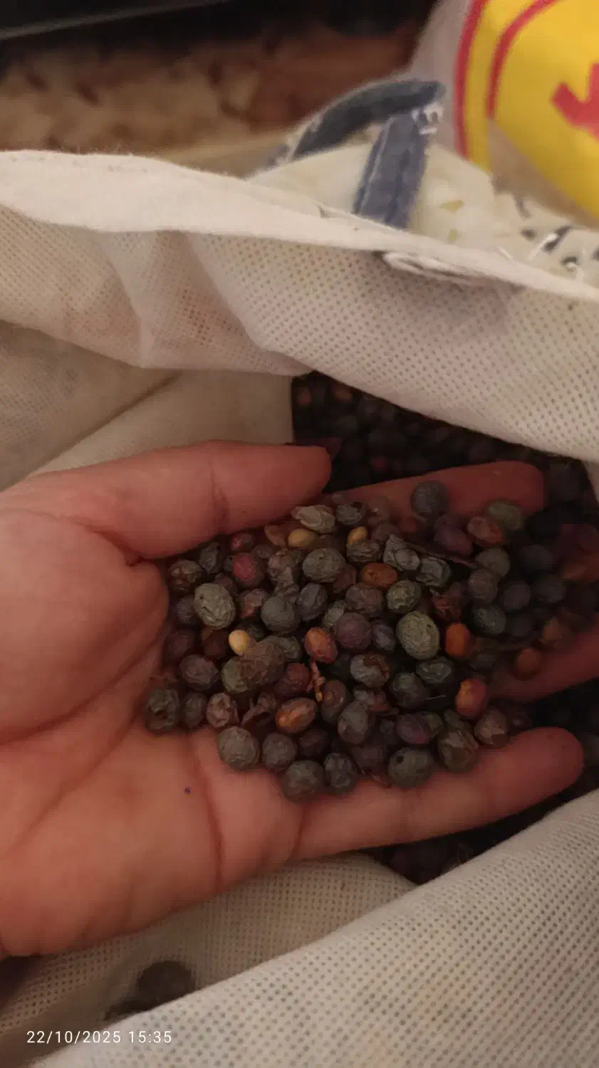 ناردونه قرمز  و بنه سبز|خوردنی و آشامیدنی|شیراز, میانرود|دیوار