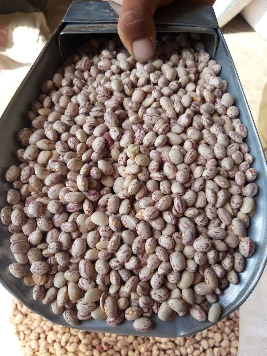 سه تن لوبیا چیتی سرحد|خوردنی و آشامیدنی|مرودشت, ثبت احوال|دیوار