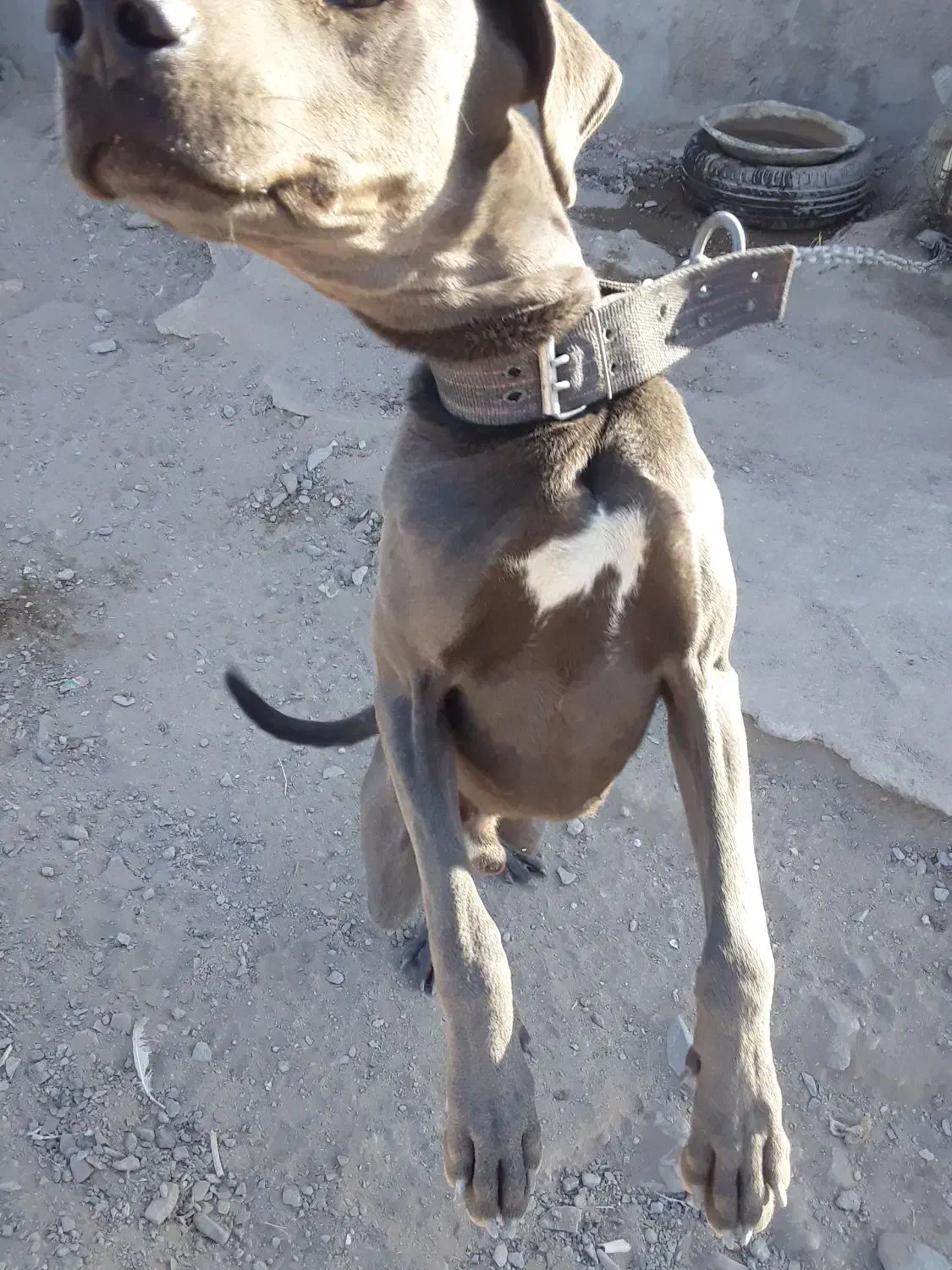 واگذاری سگ نژاد خوب|سگ|زاهدان, |دیوار