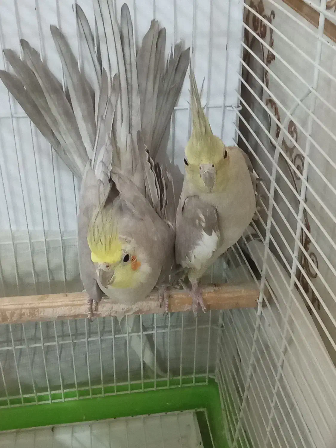 عروس هلندی مولد|پرنده|گلپایگان, |دیوار