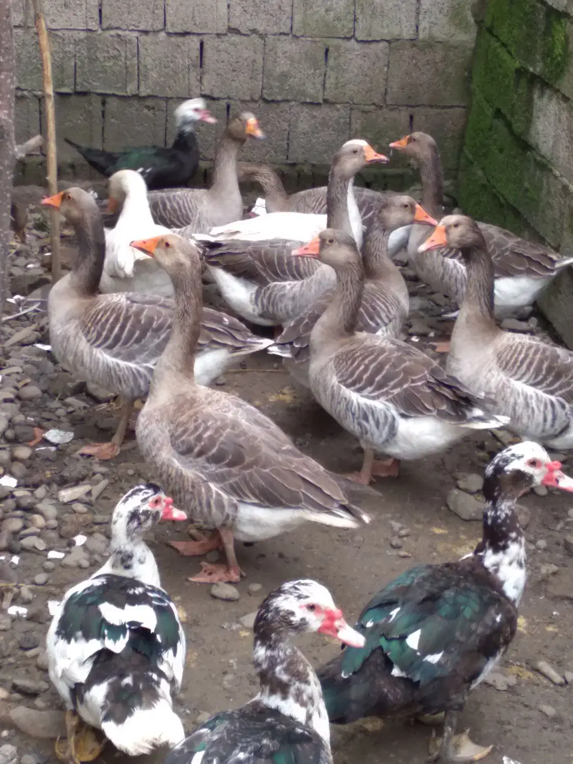 فروش غاز و اردک هلندی|حیوانات مزرعه|گتاب, |دیوار