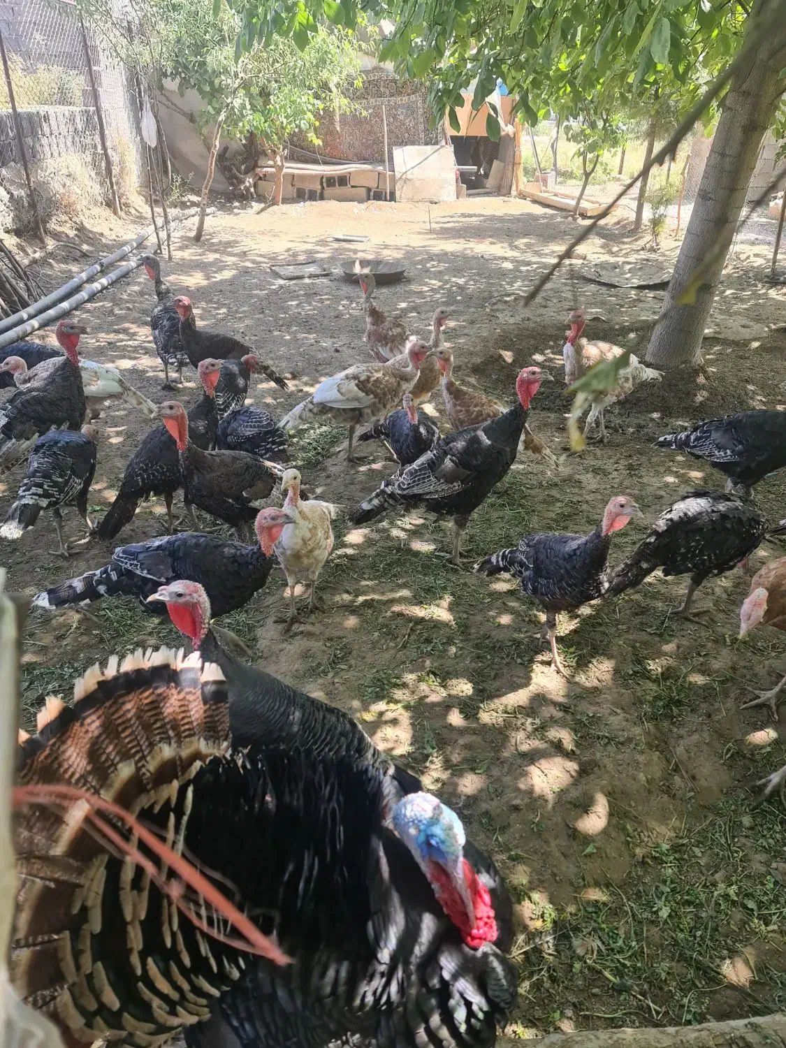 بوغلمون محلی|حیوانات مزرعه|همدان, |دیوار