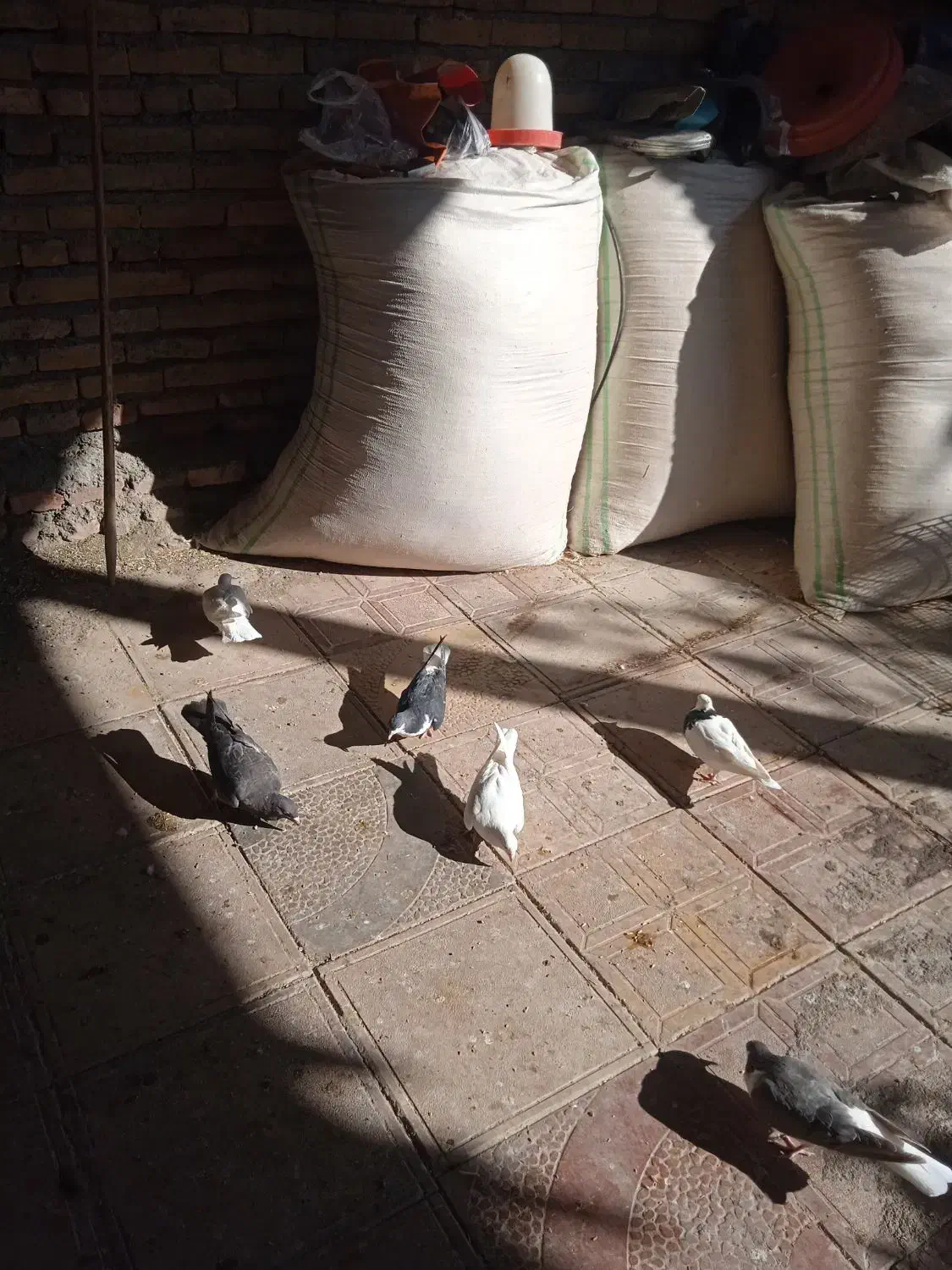 دوازده تا کبوتر پرشی|پرنده|سبزوار, قصبه شرقی|دیوار