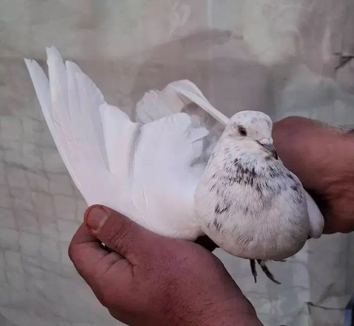 ۵ عدد کفتر کار درست|پرنده|تهران, افسریه شمالی|دیوار