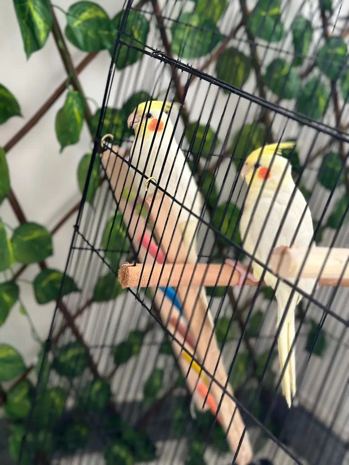 عروس هلندی|پرنده|بندر انزلی, ساحل قو|دیوار