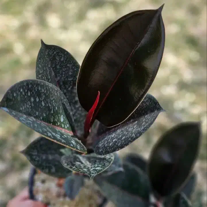 فیکوس در همه مدل در گلرویا|گل و گیاه طبیعی|قم, پردیسان|دیوار