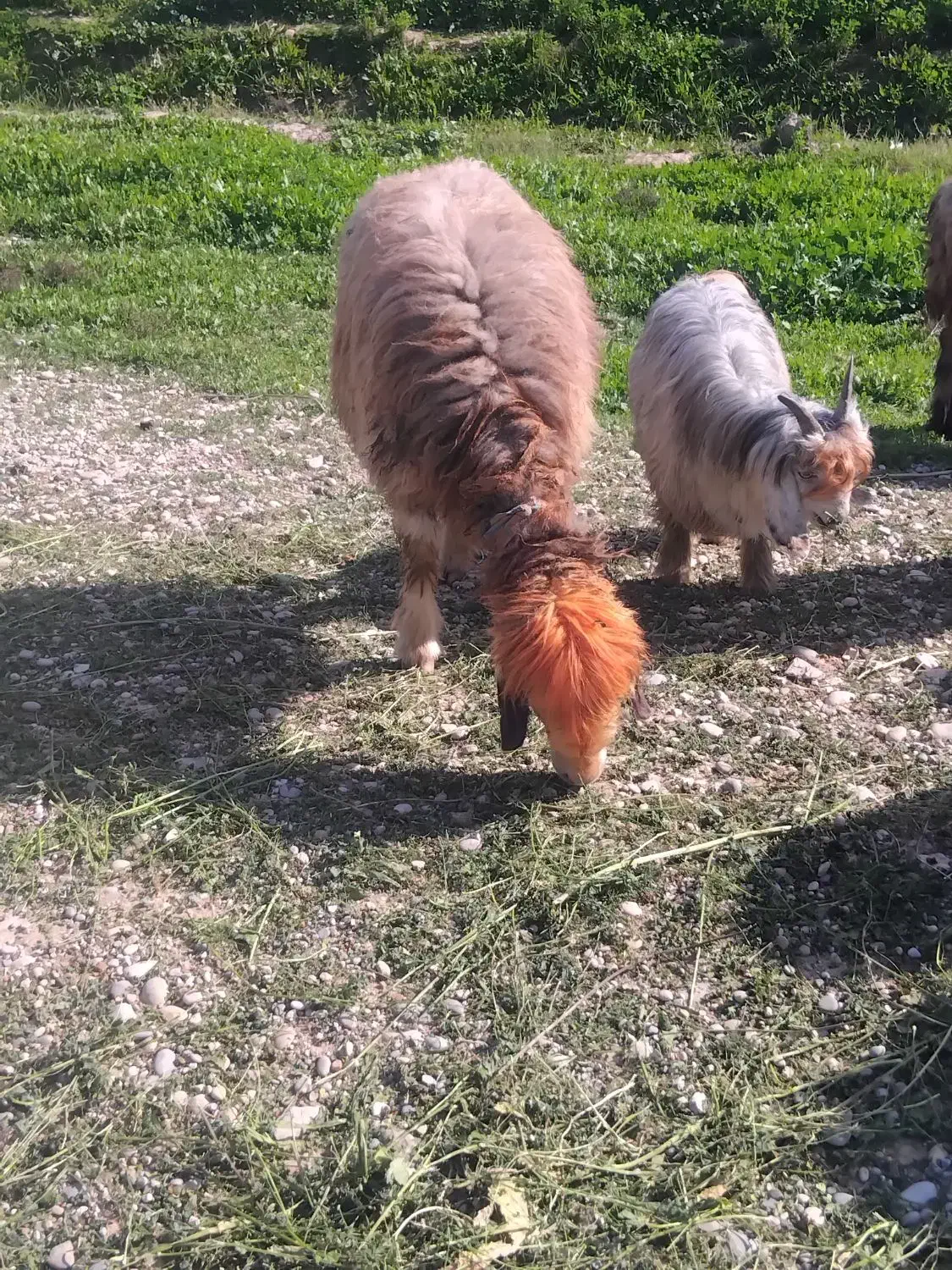 میش|حیوانات مزرعه|گتوند, |دیوار