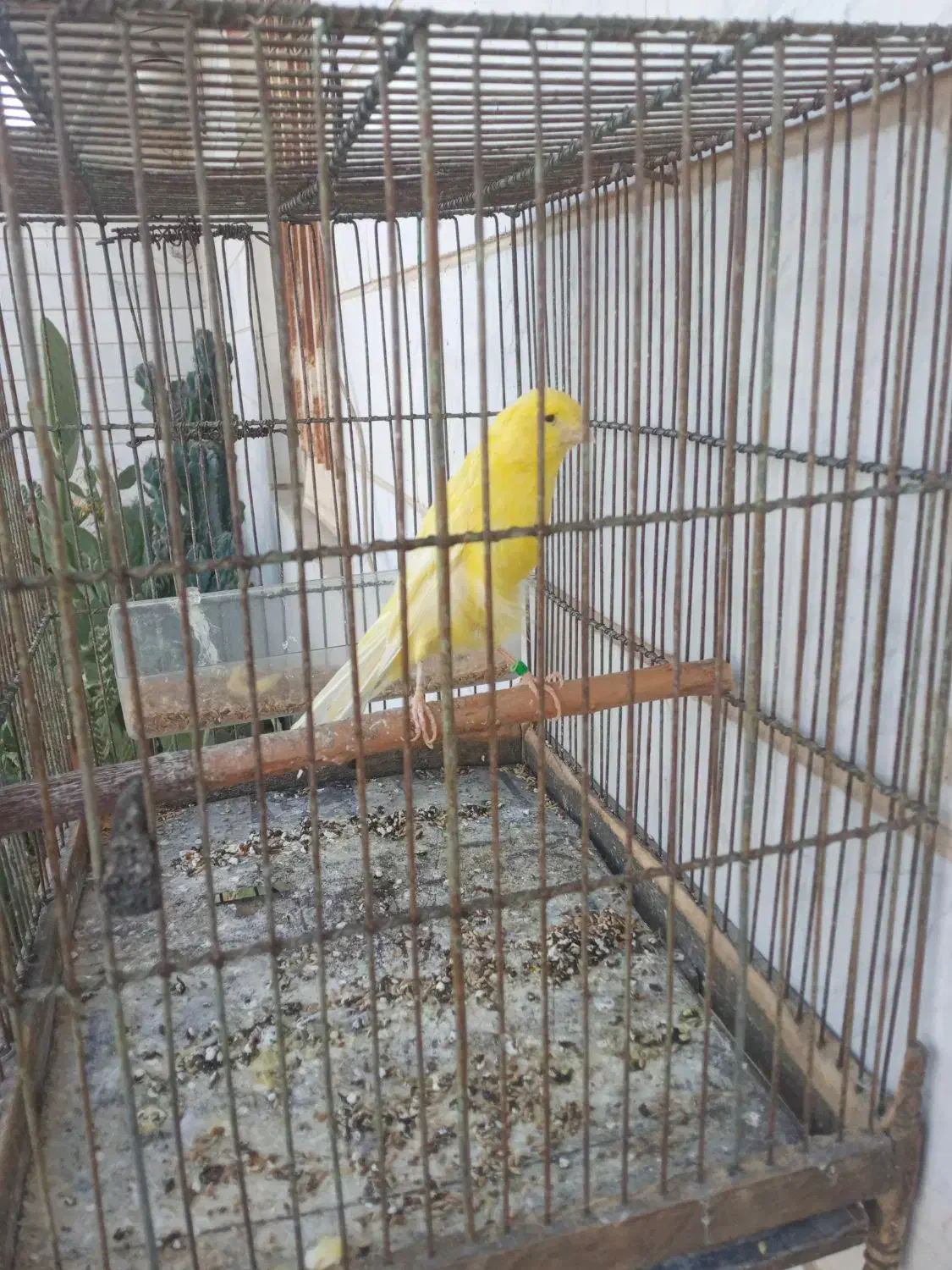 قناری ماده|پرنده|شهریار, شهریار|دیوار