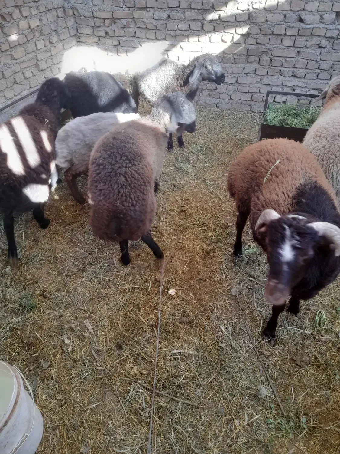 بره نر|حیوانات مزرعه|پیشوا, |دیوار