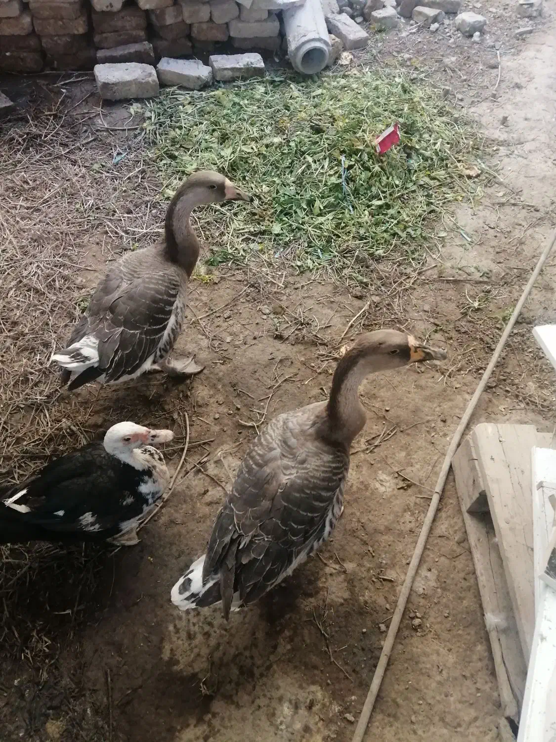 فروش ۱ مرغابی نر نژاد مسکویی و دو تا قوغاز|حیوانات مزرعه|سرپل ذهاب, |دیوار