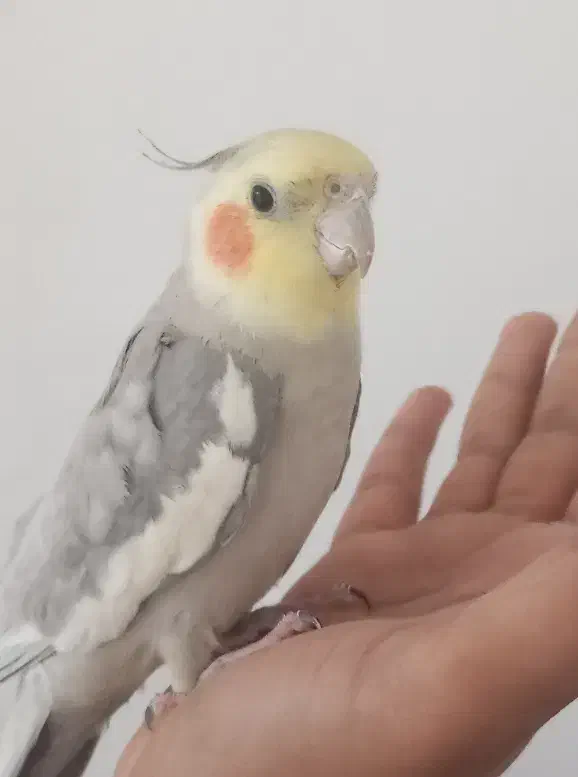 عروس هلندی و مرغ عشق|پرنده|مشهد, حجت|دیوار