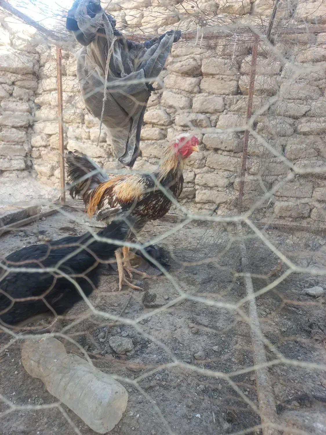 خروس لاری|حیوانات مزرعه|هامون, |دیوار