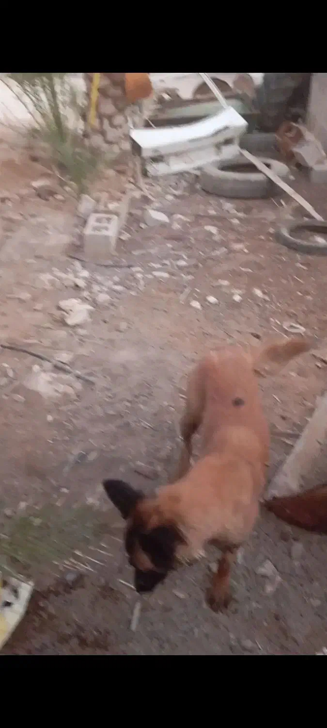 مفقود شدن دوتا سگ مالینیوز|سگ|سعدآباد, |دیوار