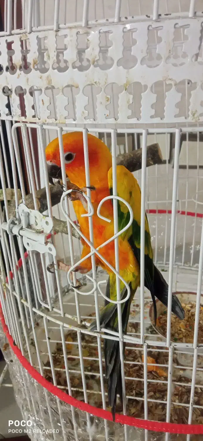 طوطی خورشیدی|پرنده|نیشابور, بنیاد شهید|دیوار