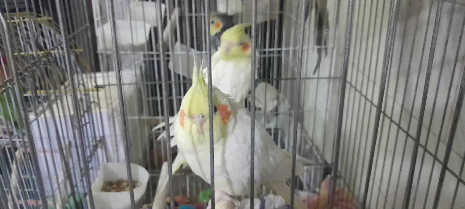 سلام فروشی|پرنده|حمیدیا, |دیوار