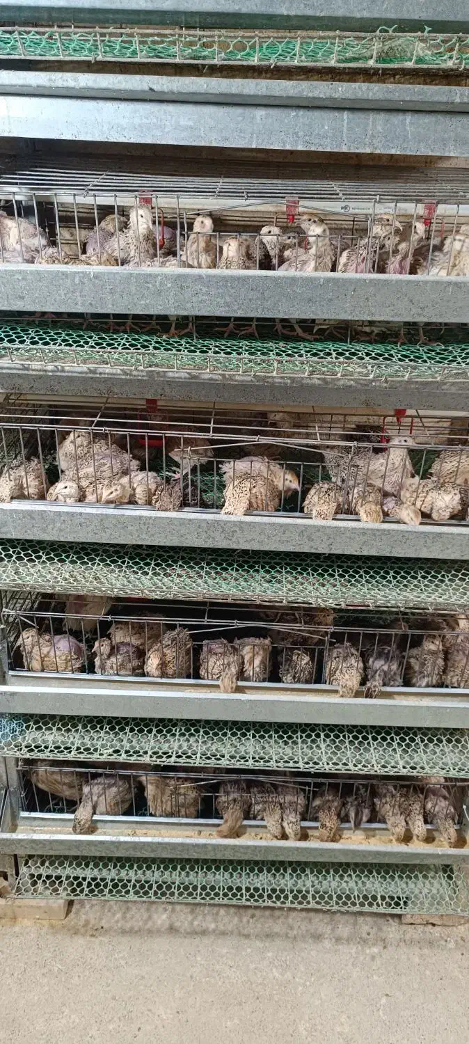 بلدرچین کشتاری|خوردنی و آشامیدنی|رزن, |دیوار