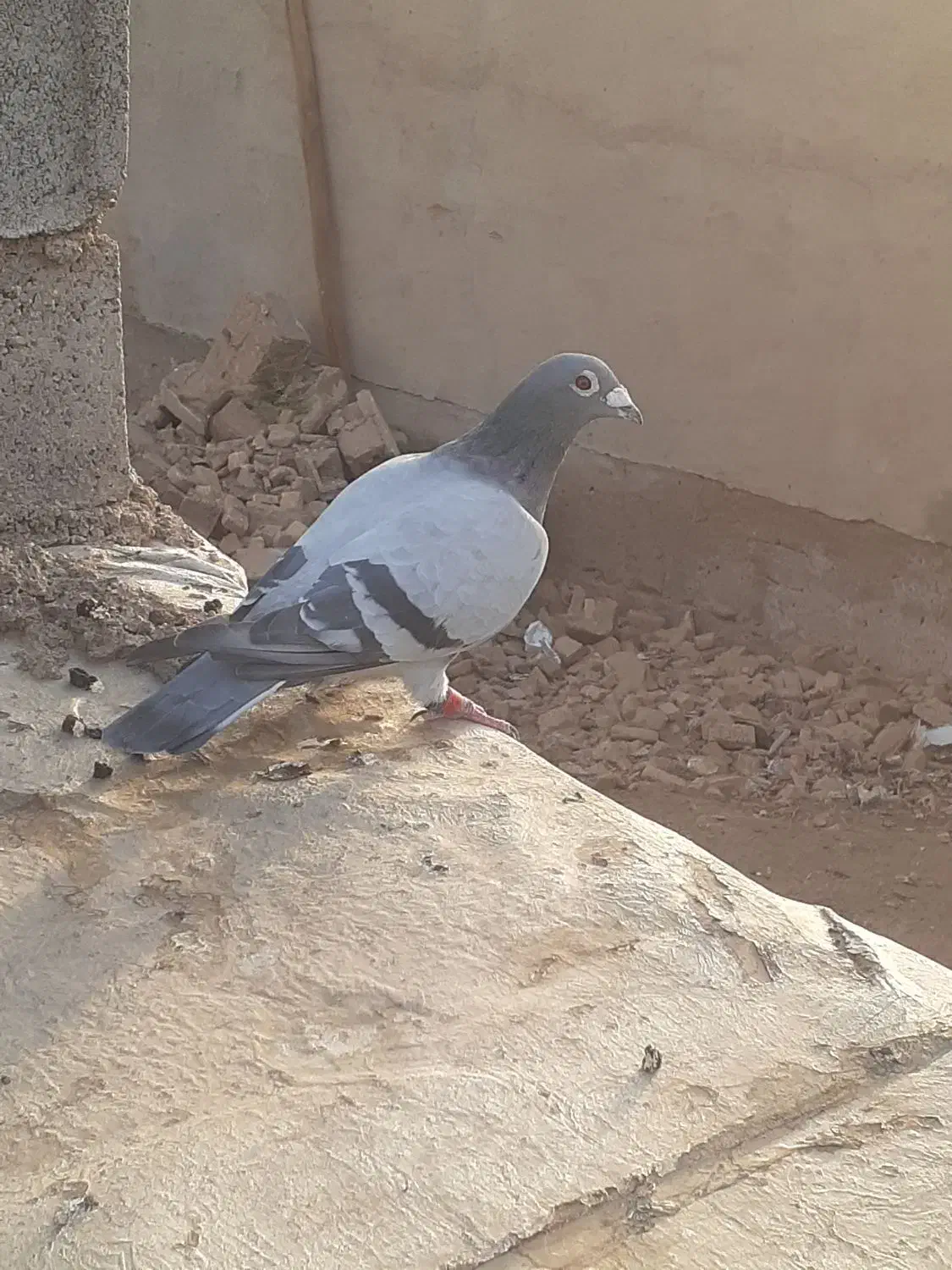 اهواز سوسنگرد|پرنده|اهواز, بهارستان|دیوار