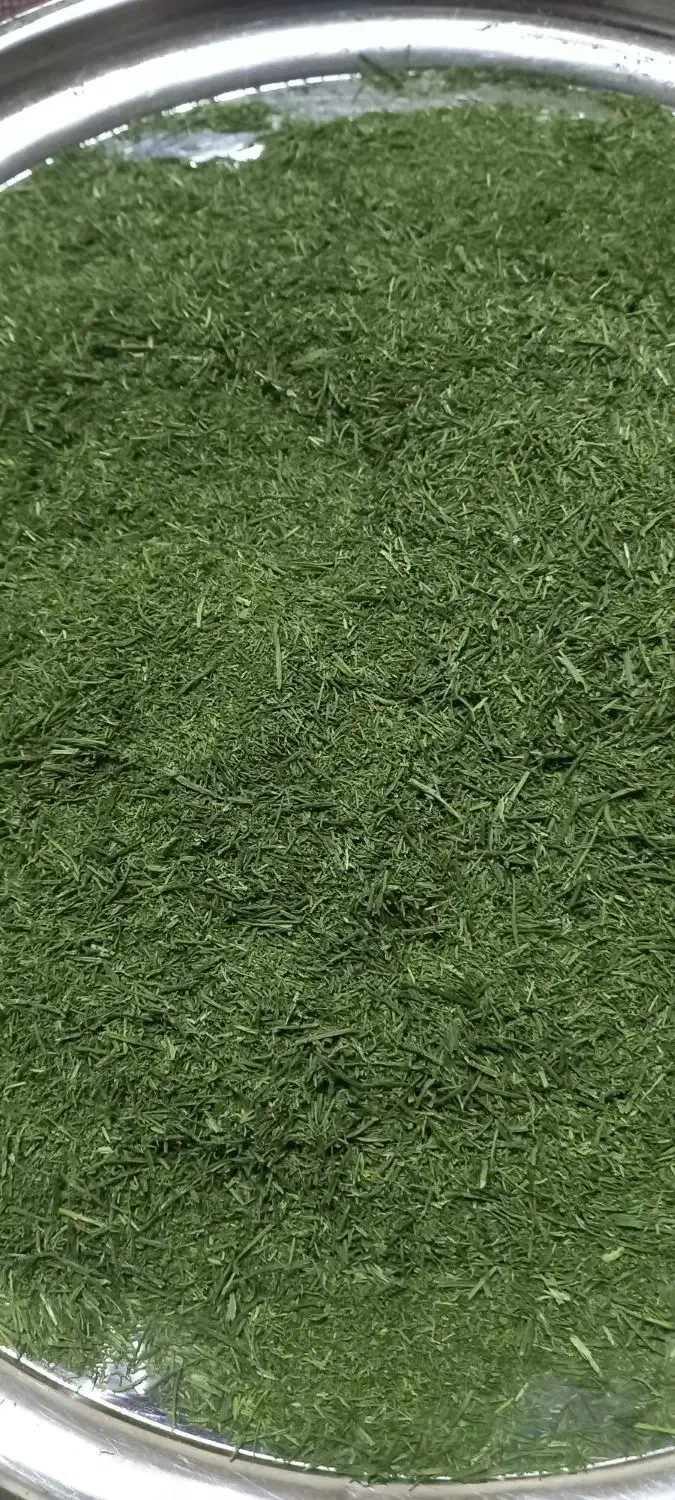 شویدترتازه محلی  شوید خشک محلی|خوردنی و آشامیدنی|ماسال, |دیوار