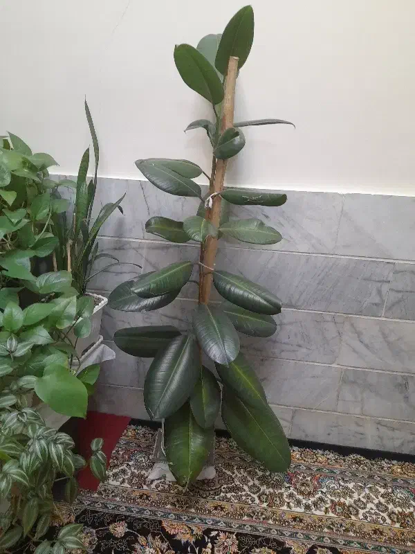 گل طبیعی|گل و گیاه طبیعی|بروجرد, |دیوار