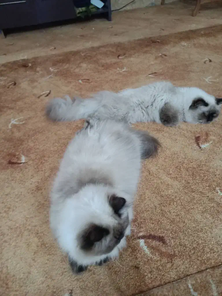 گربه هیمالیا|گربه|اهواز, کیانپارس |دیوار