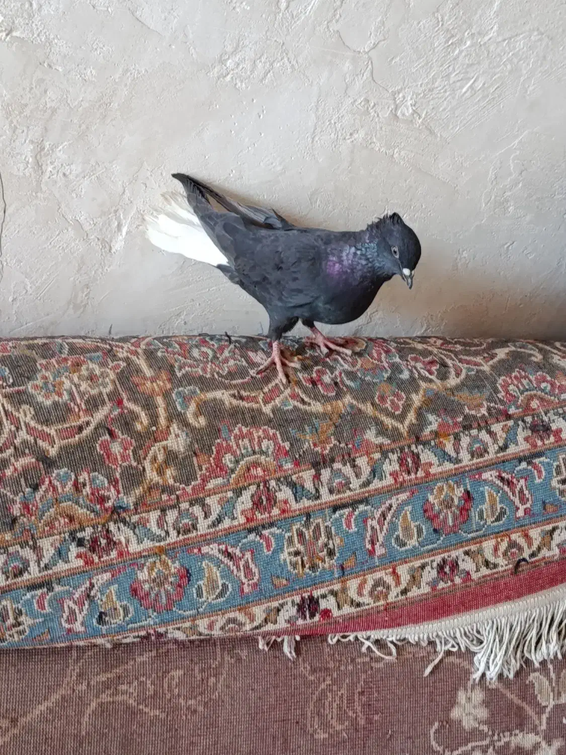 کفتر دمی بهبونی|پرنده|شیراز, دروازه قران|دیوار