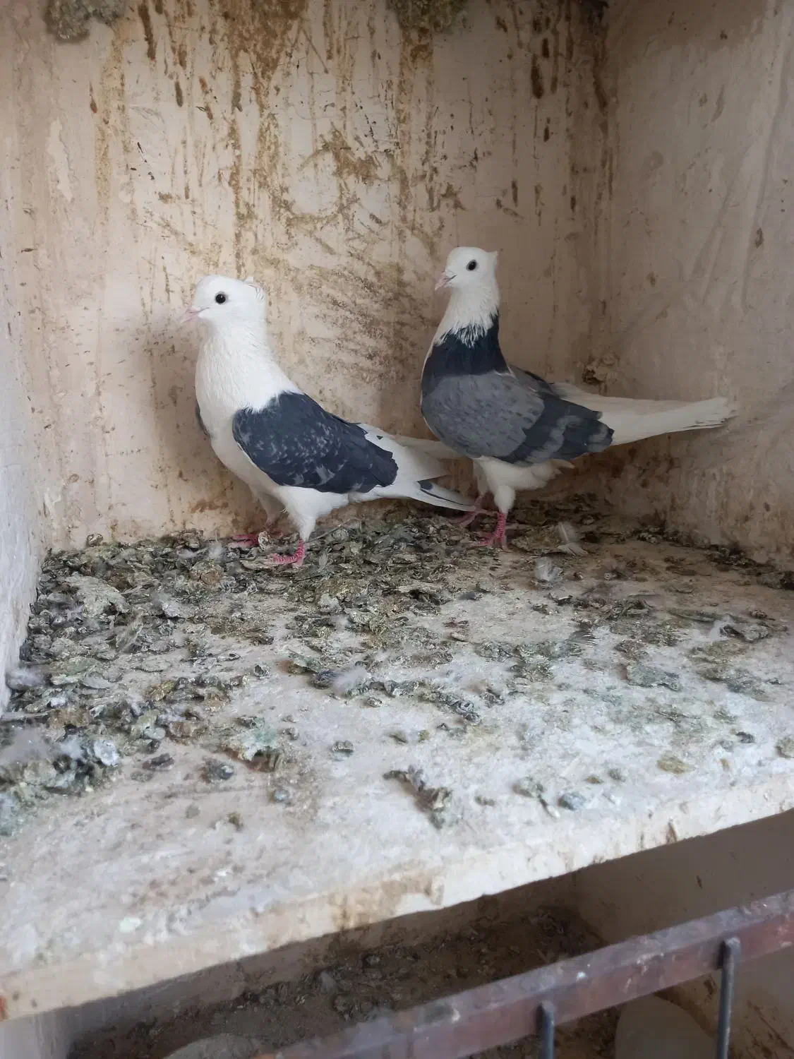 کبوتره پرشی خوش خال|پرنده|ساوه, |دیوار