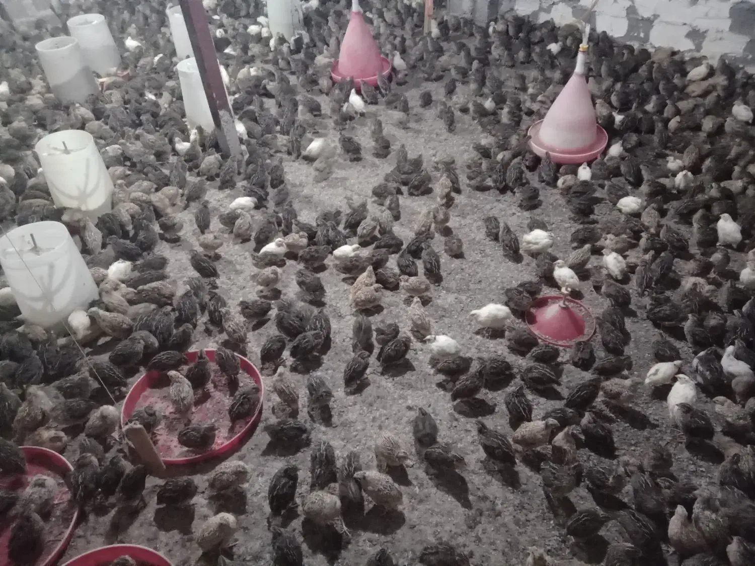 فروش  بلدرچین کشتار شده و تخم گذار ۶۰تومان|حیوانات مزرعه|اطاقور, |دیوار