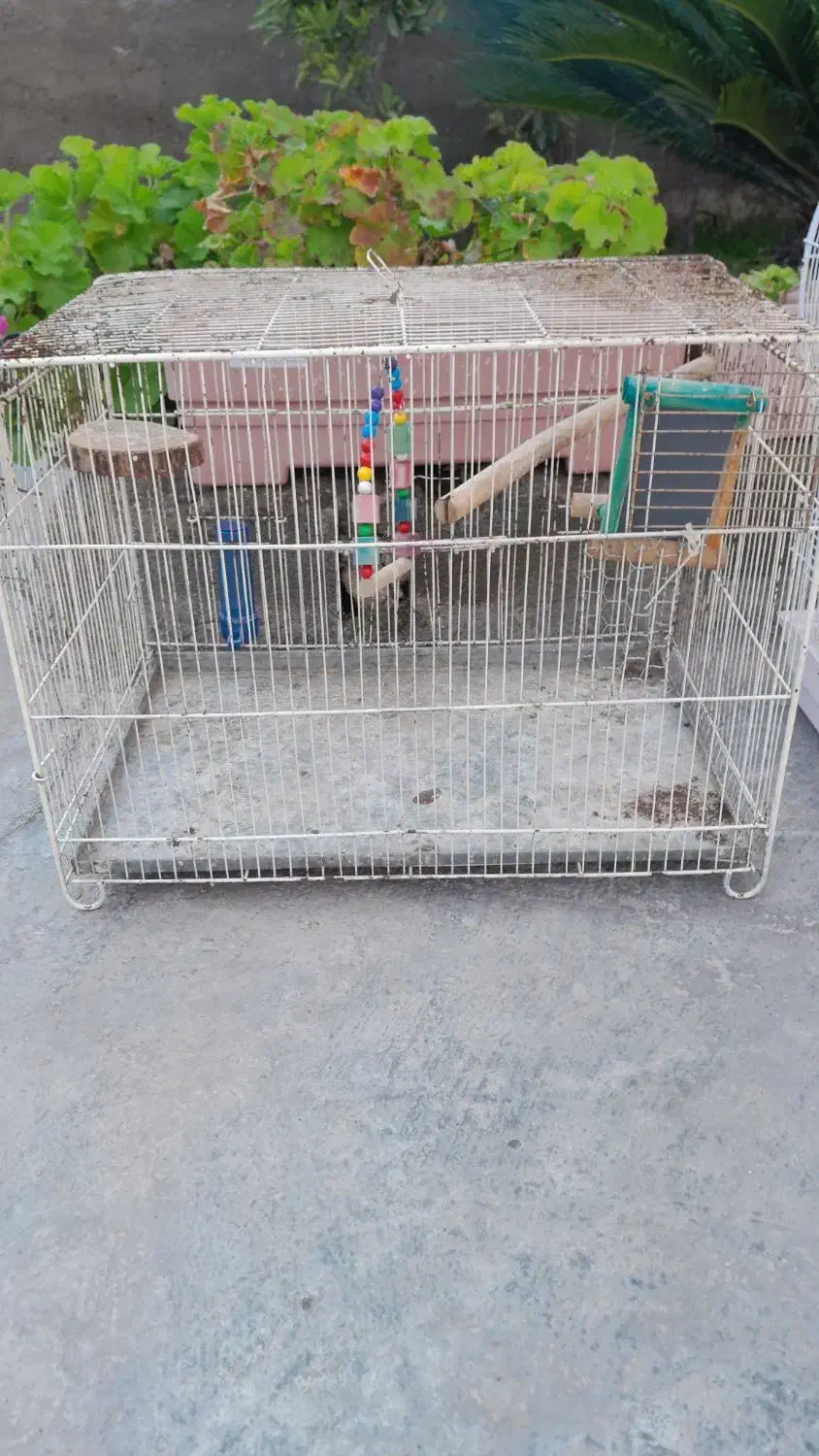 چند عدد قفس پرنده فروشی|لوازم جانبی حیوانات|ساری, |دیوار