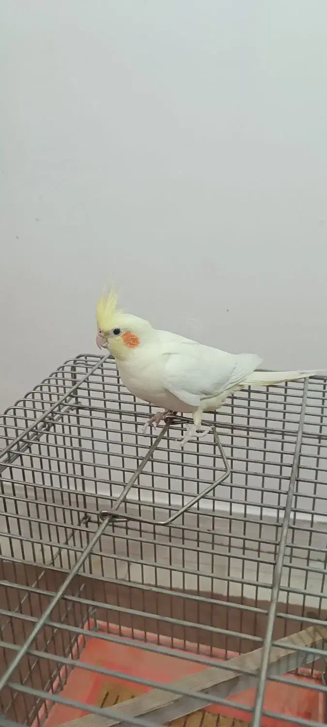 پرنده|پرنده|شاهینشهر, مورچه خورت|دیوار