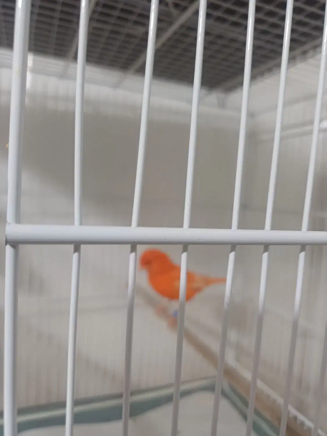 قناری نر سرخ اورجینال|پرنده|مشهد, شهید قربانی|دیوار