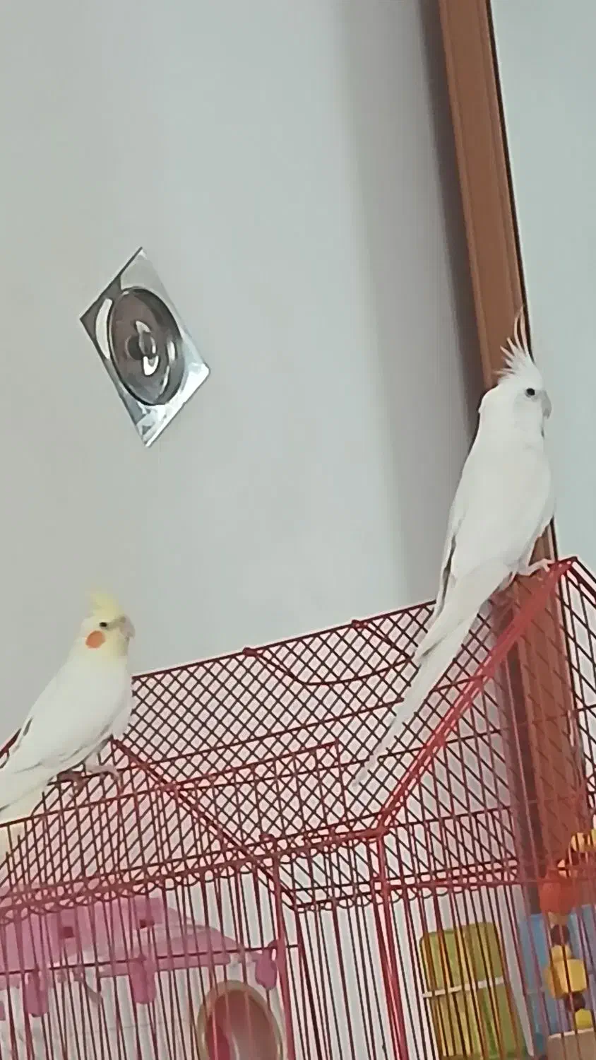 عروس هلندی مولد زیبا|پرنده|سقز, |دیوار