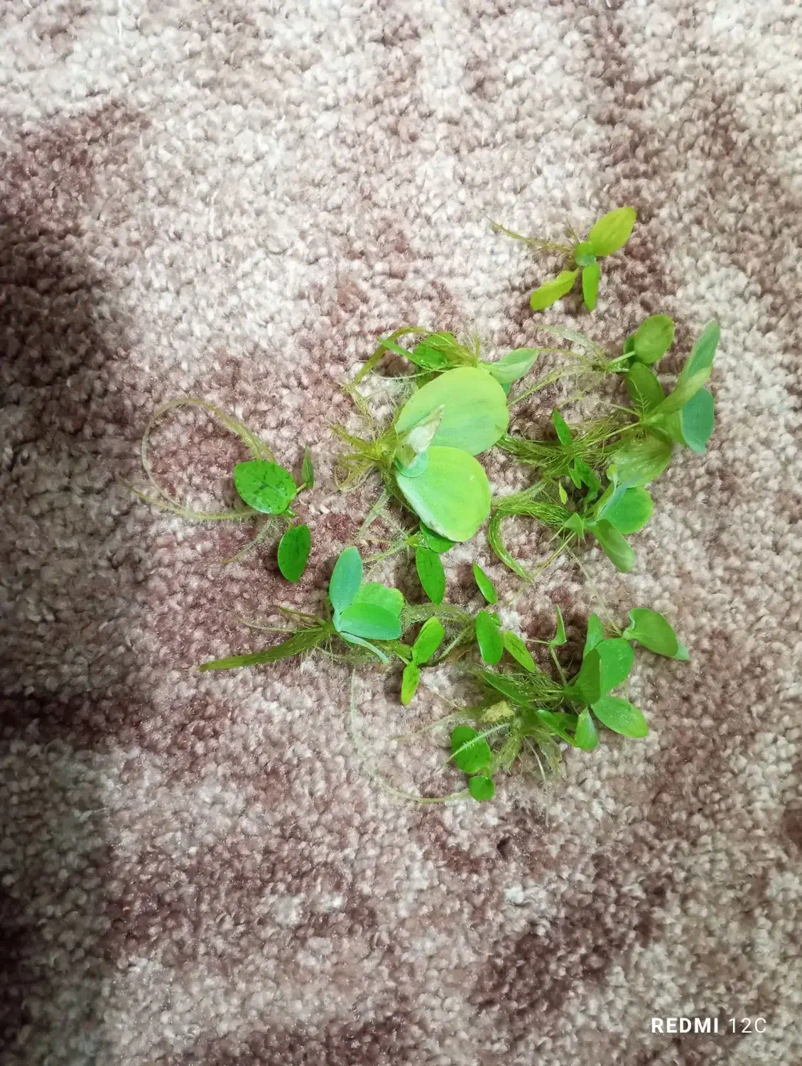 کاهو روآبی|ماهی|دزفول, |دیوار