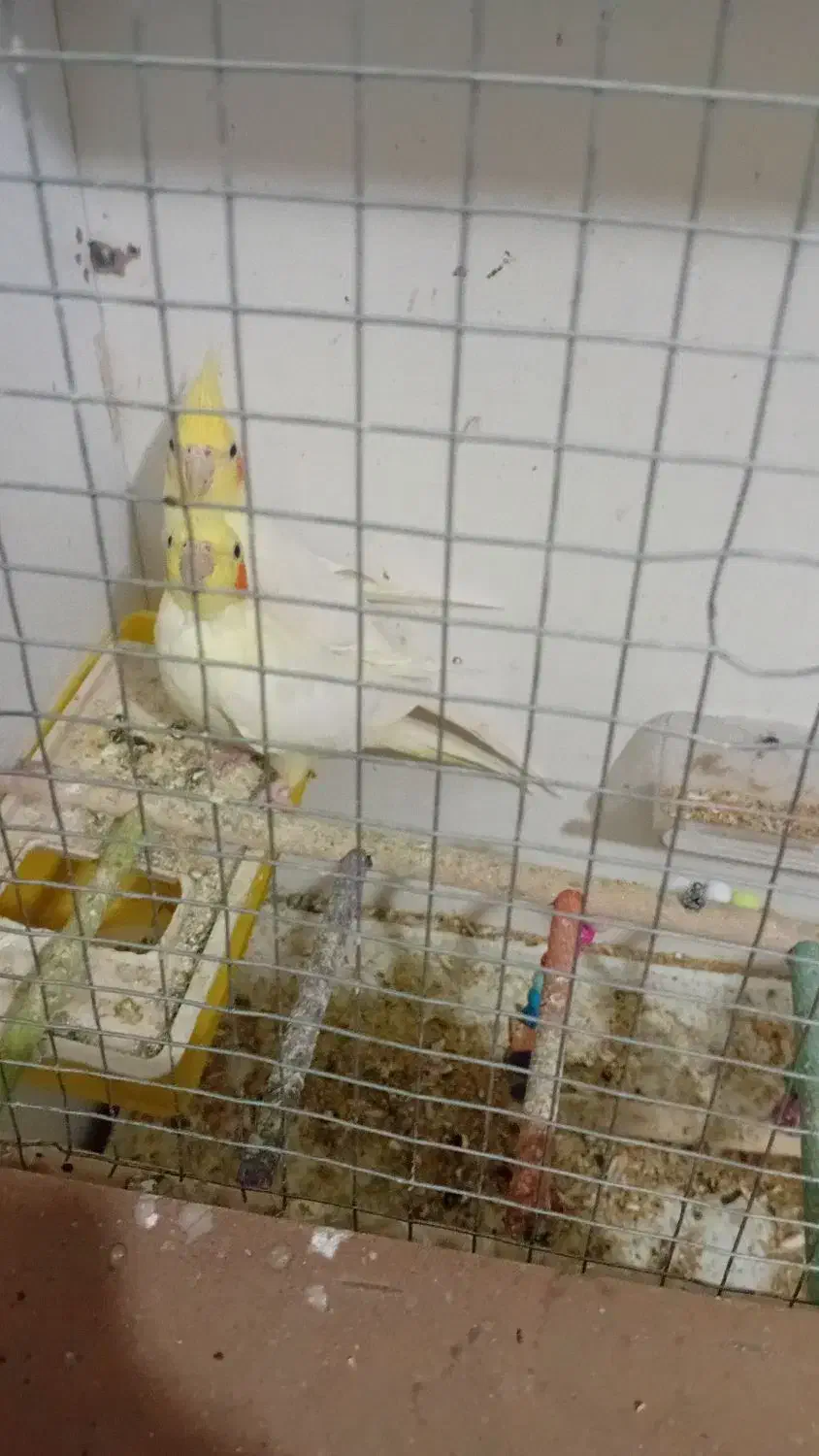 دو عدد عروس هلندی نر و ماده|پرنده|زاوه, |دیوار