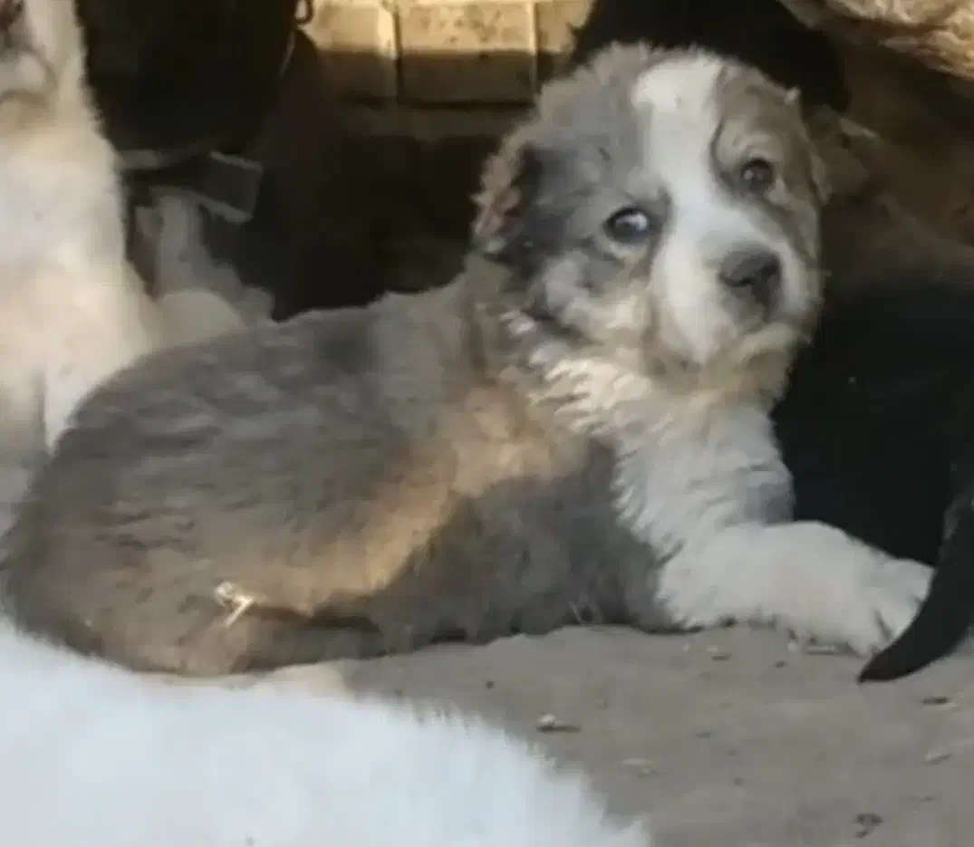 آلابای بااصالت نگهبان.. گله ای و..فی فقط سه|سگ|مشهد, ترمینال|دیوار