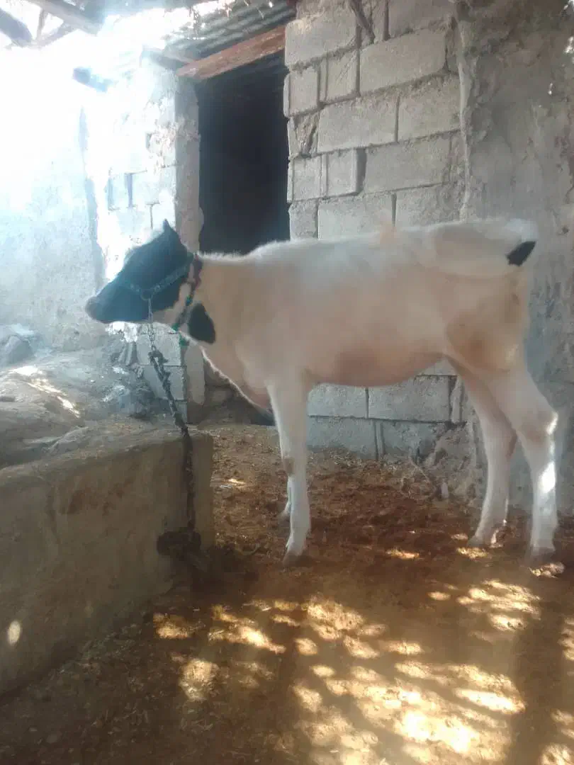 گوساله ماده|حیوانات مزرعه|لالی, |دیوار