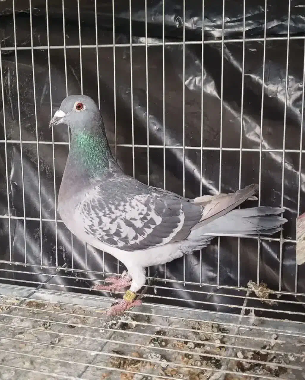 کبوتر پلاکی|پرنده|شاهین‌شهر, عطار|دیوار