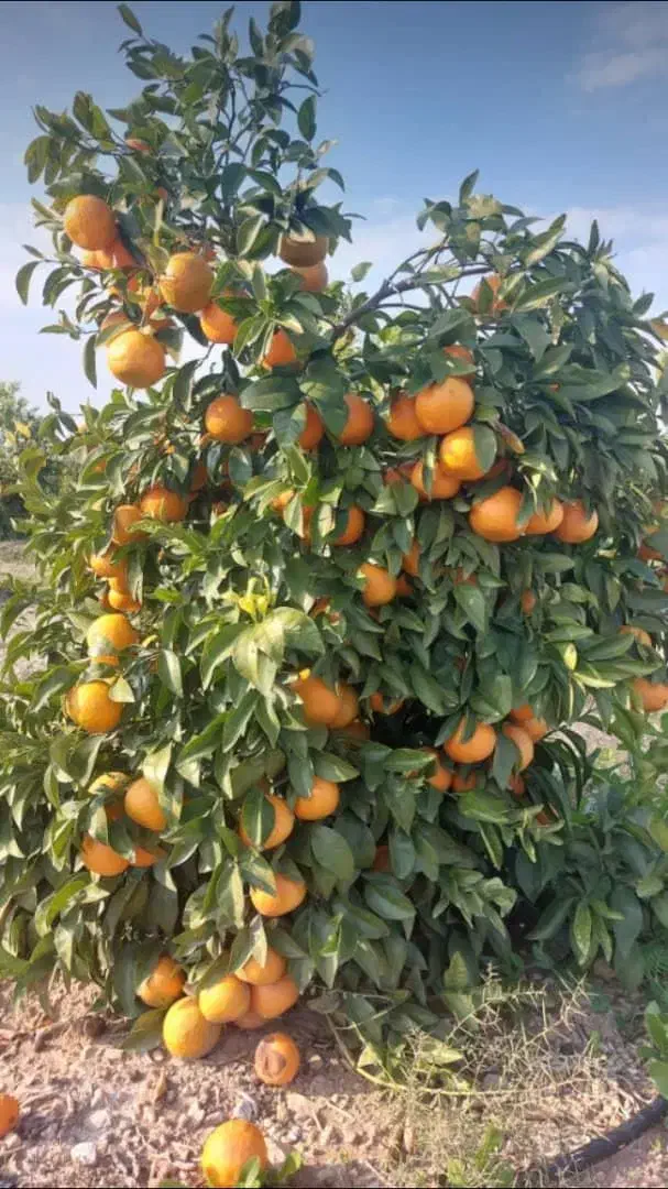 تغذیه اصولی کشت و کار و باغات|خدمات باغبانی و درختکاری|کاشان, لتحر|دیوار