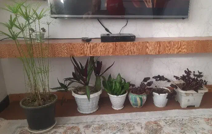 گل پروانه ،نخل مرداب ،مخملی|گل و گیاه طبیعی|سقز, |دیوار