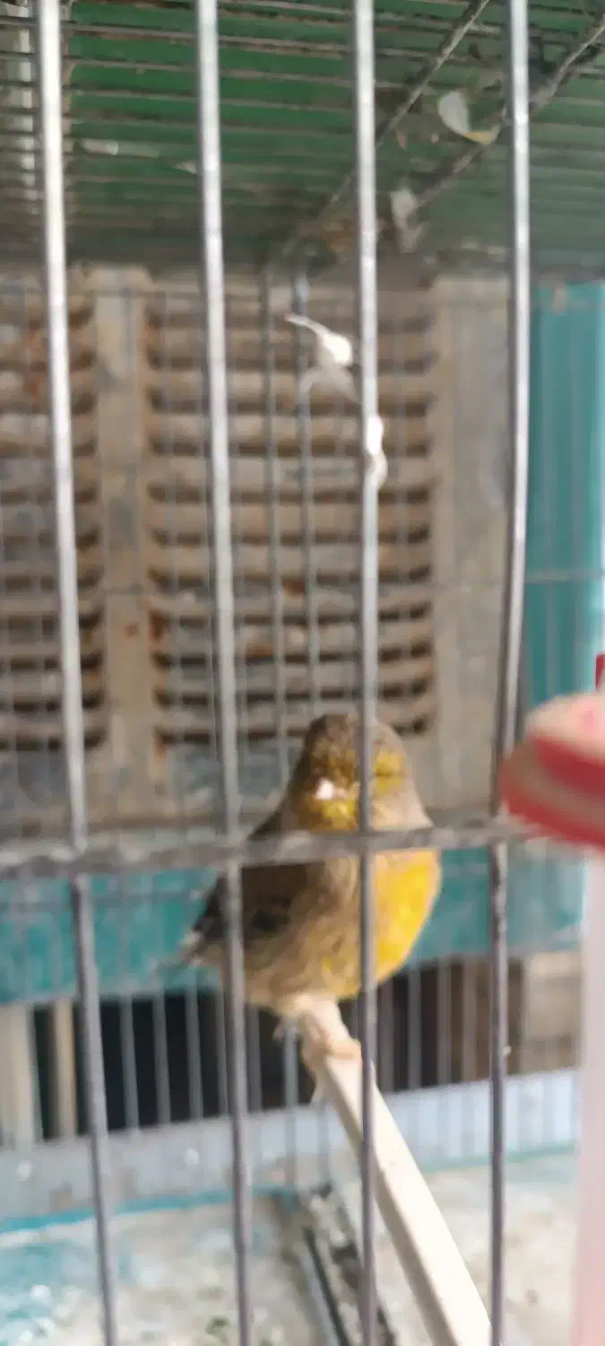 قناری گلاستر|پرنده|شاهین‌شهر, گزبرخوار|دیوار