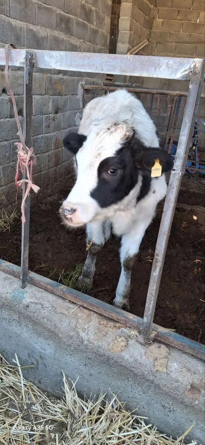 گاو|حیوانات مزرعه|رادکان, |دیوار