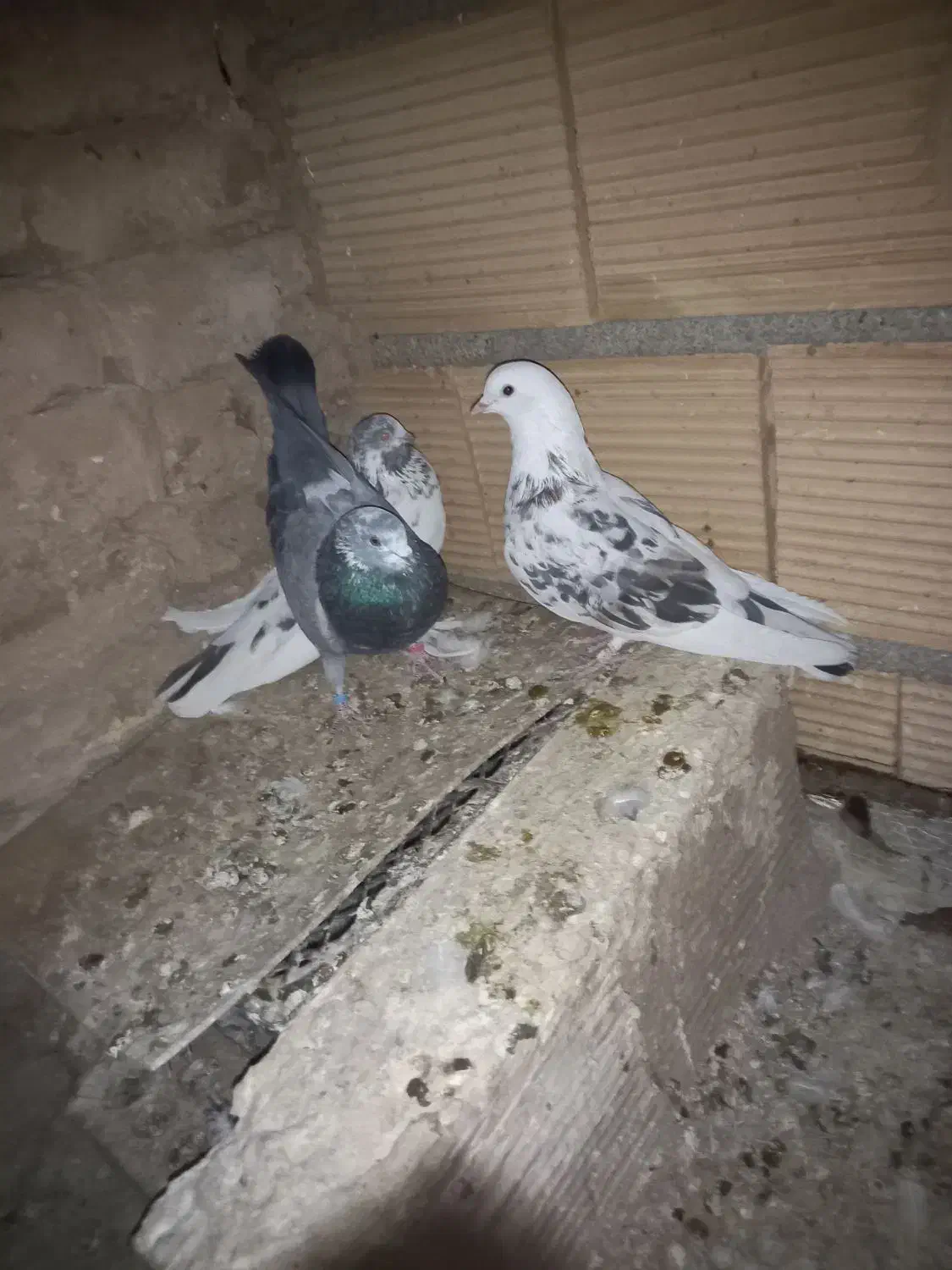 کبوترپرشی|پرنده|پاکدشت, پاکدشت (مامازند)|دیوار