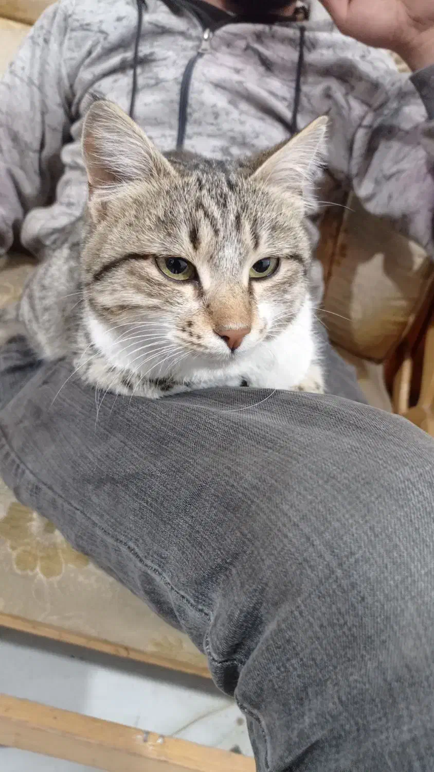 گربه خانگی|گربه|فیرورق, |دیوار