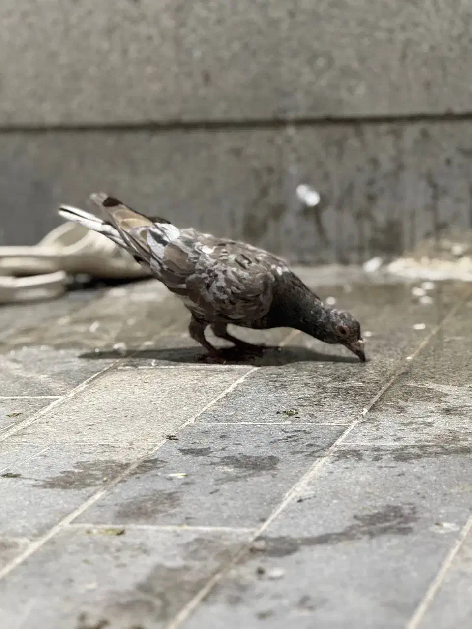 کفتر بوم المانی سار هفترنگ سینه چپ افشون زرد|پرنده|مشهد, هفده شهریور|دیوار