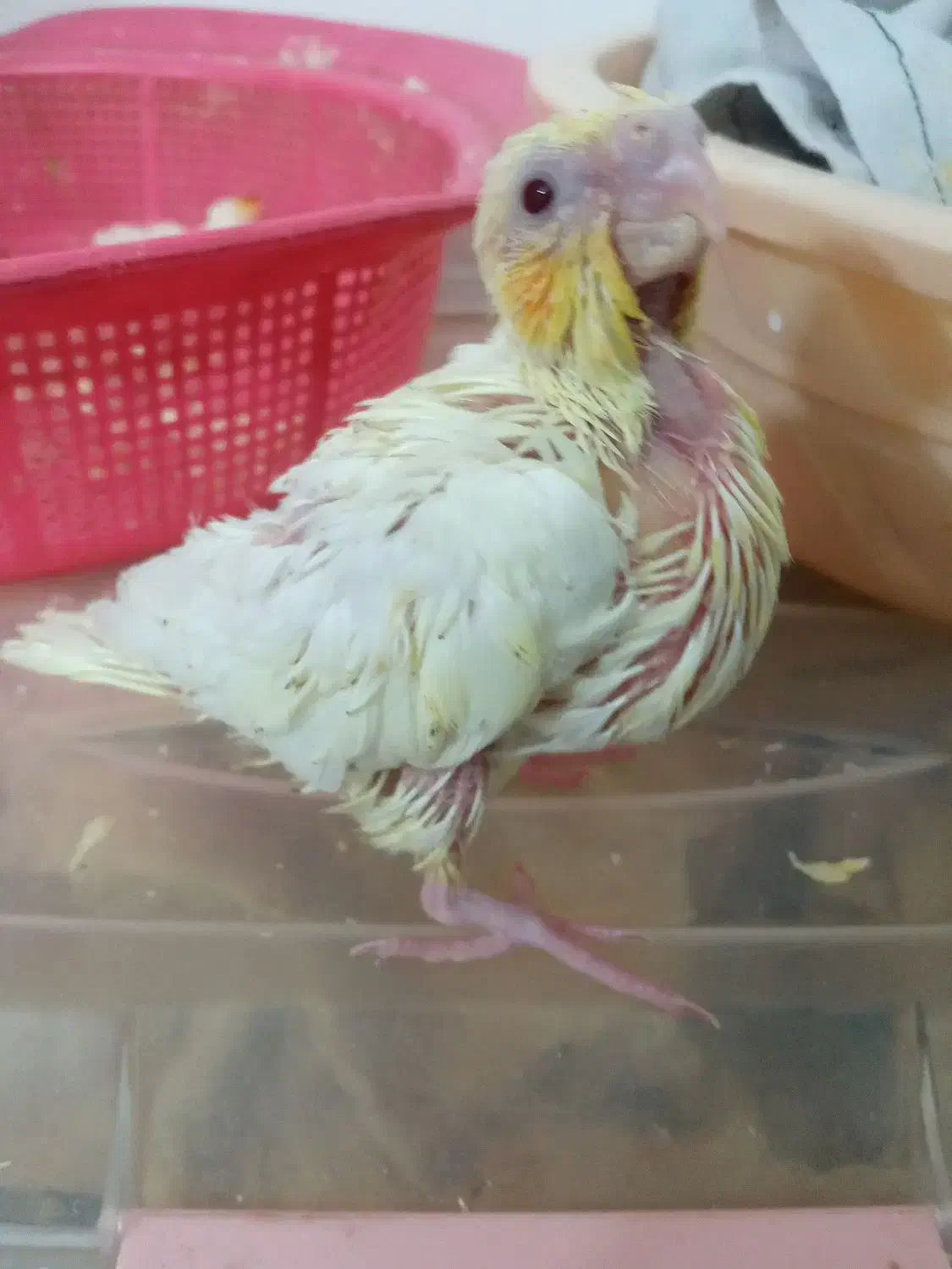 جوجه عروس هلندی نرمه خور|پرنده|مشهد, شهید قربانی|دیوار