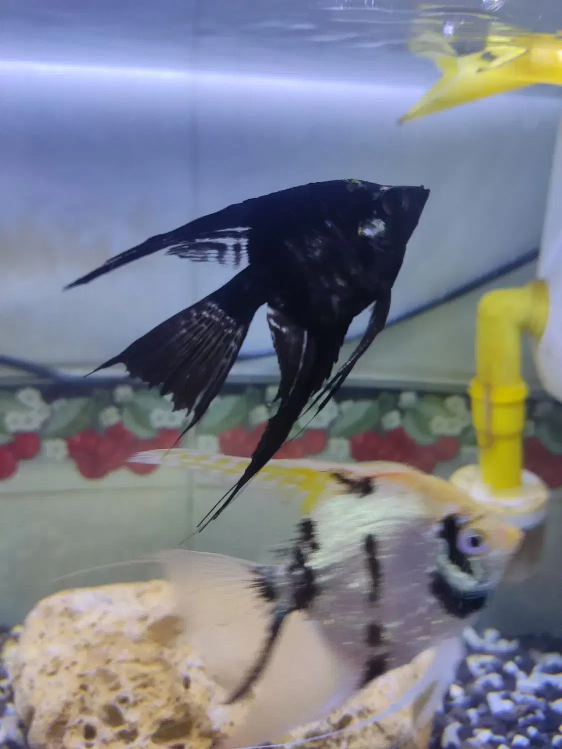 ماهی انجل سفید مشکی و بلک|ماهی|نهاوند, |دیوار